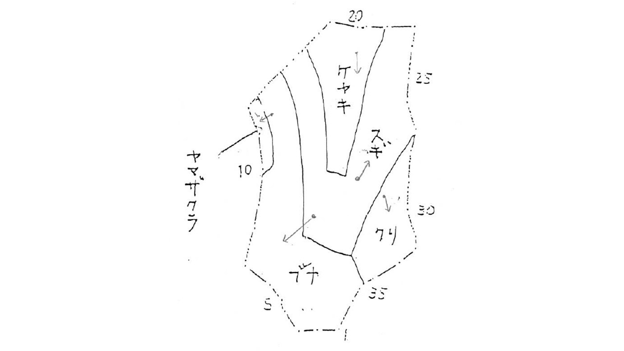 スギとヤマザクラは良好に生長しているがクリはあまりよくない。ブナとケヤキはほとんど見られない。