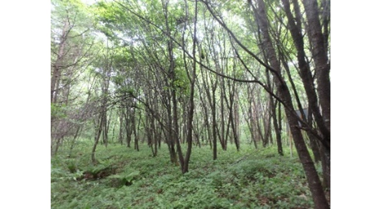 【H29.6撮影】看板付近のサクラの状況