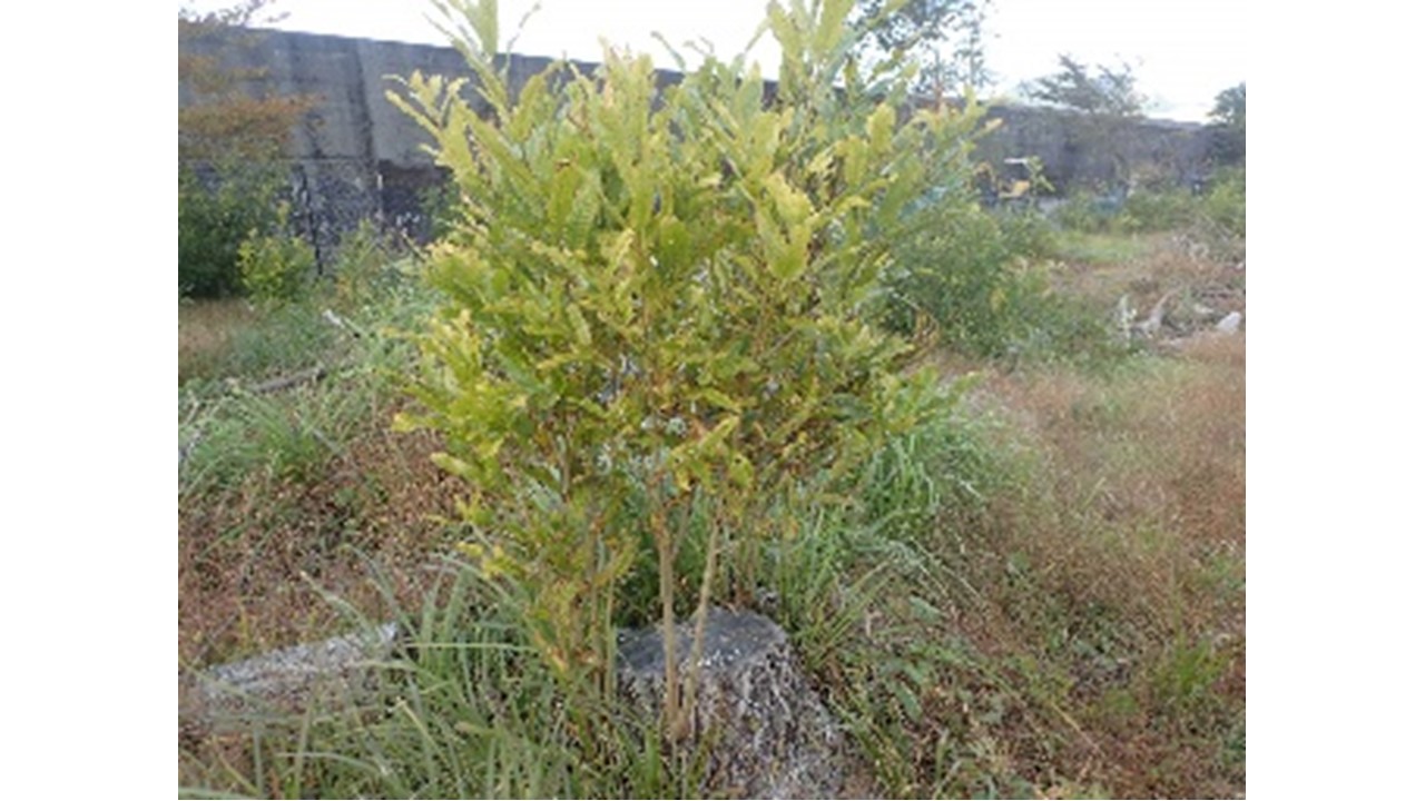 【H30.10撮影】萌芽の状況