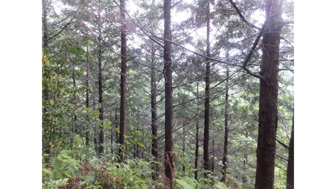 【H28.6撮影】ヒノキと下層植生の状況