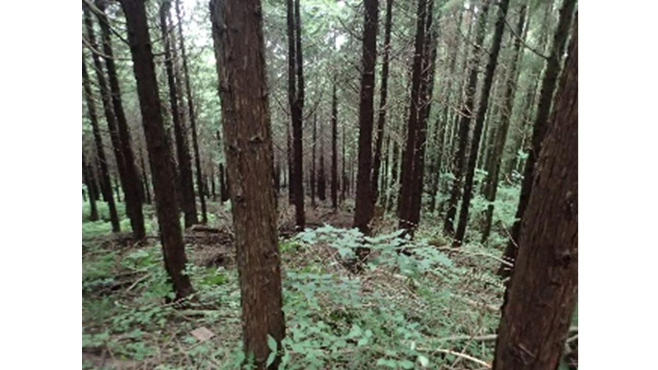 【2019.7撮影】ヒノキの状況②