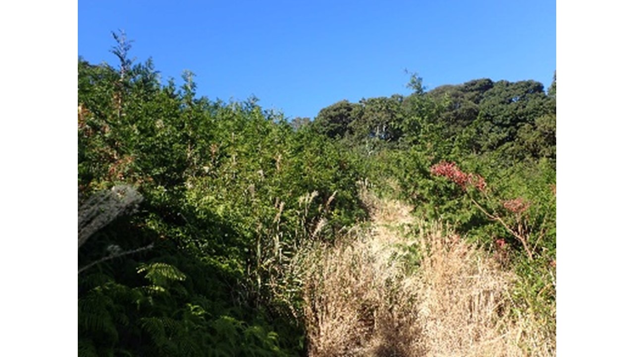 【H30.11撮影】集材路跡の植生回復の状況