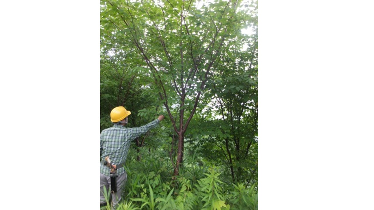 【H28.6撮影】道路に沿って植えられたヤマザクラの状況