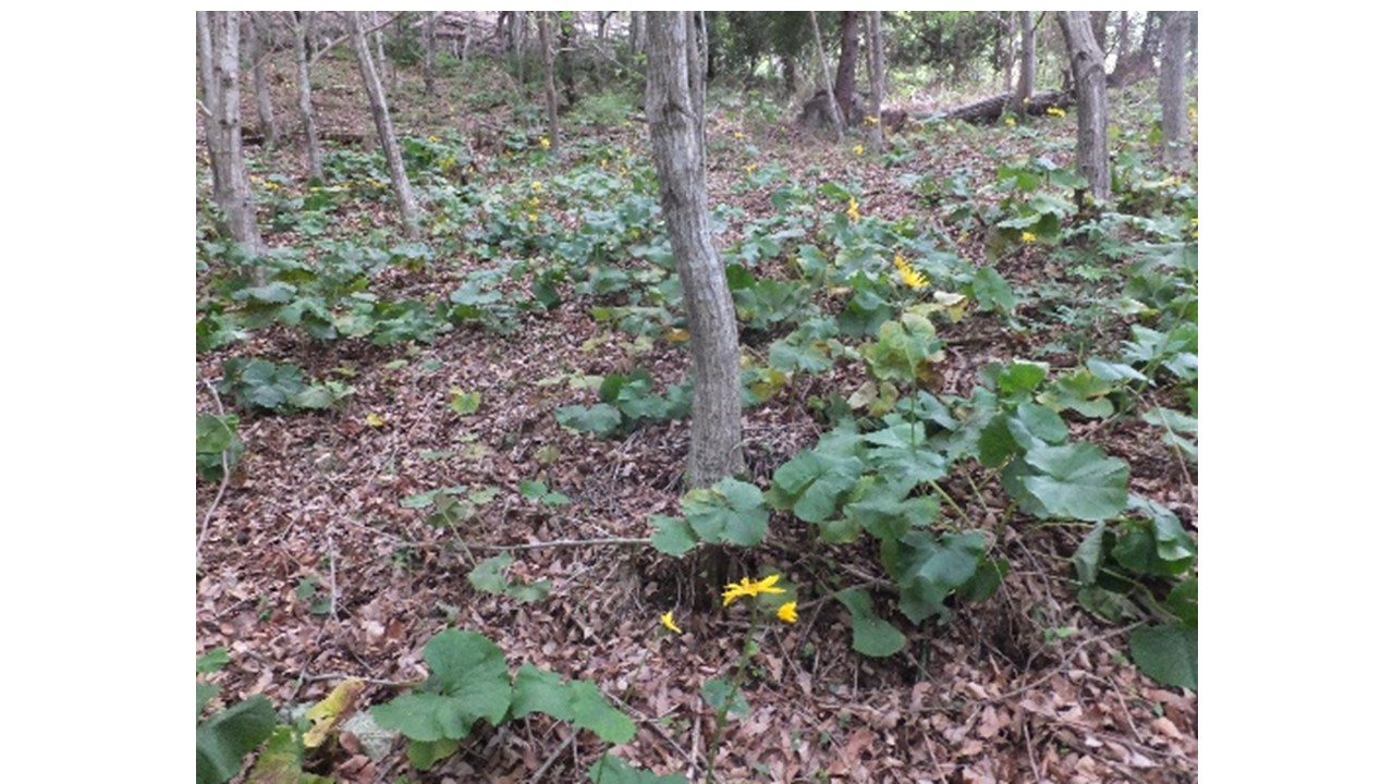 【H28.5撮影】立木密度が高く林床植生はあまりみられない。写真はマルバダケブキ