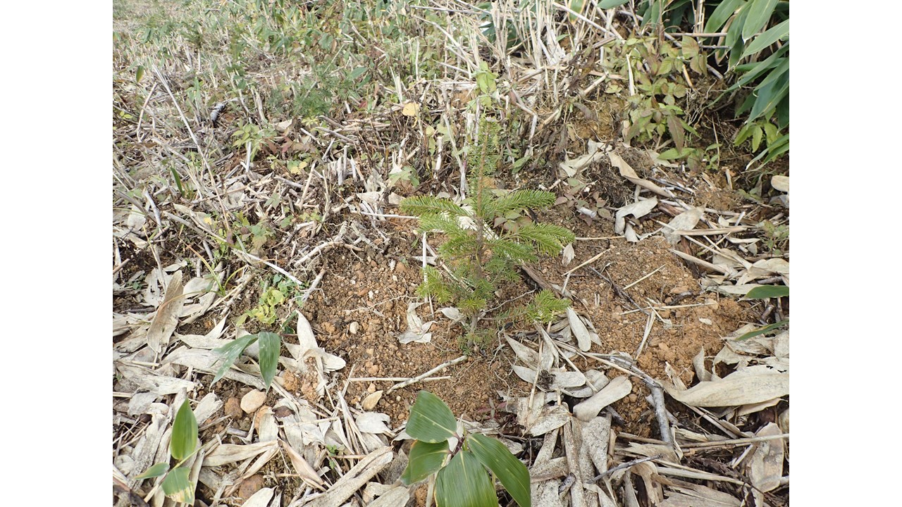 【2020.11撮影】11月に植栽したトドマツ