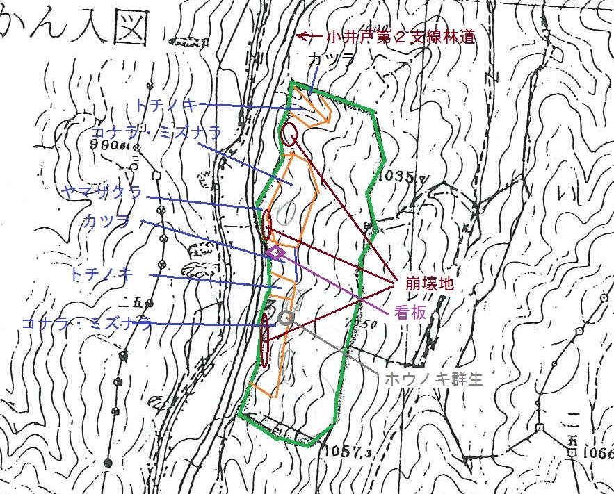 植栽位置図　カツラ（8-10cm、6-7m）、トチノキ（8-10cm、6-8m）の残存は悪い。サクラは2本のみ確認。林道沿いの斜面が断続的に崩壊。