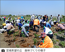 宮城希望の丘　森林づくりの様子