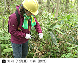 知内（北海道）の森（除伐）